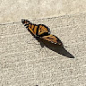 Meet your Posher, Alicia